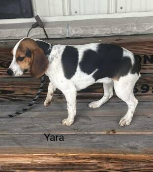 Rescue Beagle Dogs for Adoption in Saint Clairsville, Ohio - Yara | PetCurious