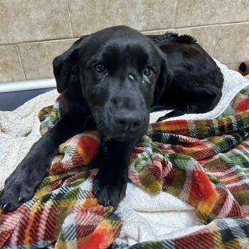 Muffin -  Mixed Breed Dog Available for Adoption in Poplar Bluff, Missouri - Muffin | PetCurious