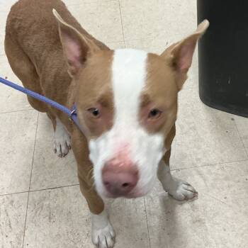 Rescue Pit Bull Terrier Dogs for Adoption in Saint Joseph, Missouri - Kami | PetCurious