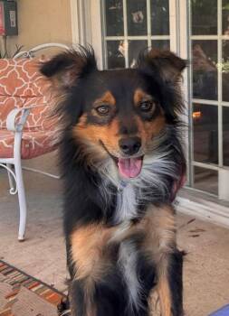 Brutus -  Pomeranian and Spaniel Dog for Adoption in Lodi, California - Brutus | PetCurious