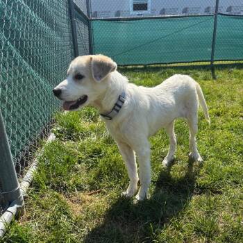 Daphne -  Great Pyrenees Dog for Adoption in Harrisonburg, Virginia - Daphne | PetCurious