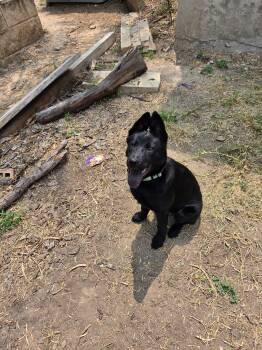 John -  Shepherd Dog for Adoption in San Antonio, Texas - John | PetCurious