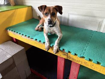 Rescue Australian Cattle Dog Blue Heeler Dogs for Adoption in Dallas, Texas - Aria Bambi J | PetCurious