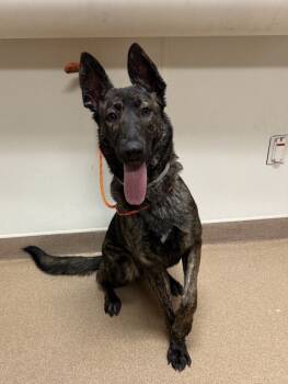Rescue Dutch Shepherd Dogs for Adoption in Imlay City, Michigan - Jersey - Located In CA | PetCurious