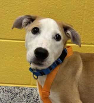 Labrador Retriever Dogs Available for Adoption in Golden, Colorado - Scooby | PetCurious