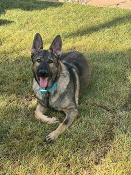 Finn -  German Shepherd Dog Dog for Adoption in Fulton, California - Finn | PetCurious