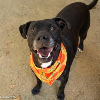 Rescue Pit Bull Terrier Dogs for Adoption in Eagle, Idaho - Gigi **Courtesy Post. Out Of Town Pet. See Below For Details** | PetCurious