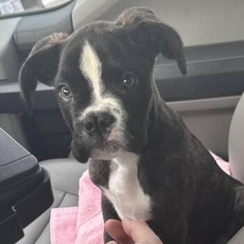 Boxer Dogs Available for Adoption - PUB | PetCurious