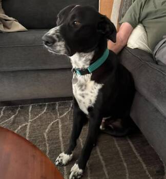 Porter -  Black Labrador Retriever and Cattle Dog Dog for Adoption in Davis, California - Porter | PetCurious