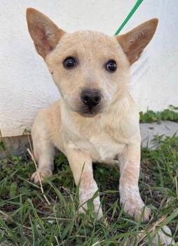 Pixie -  Mixed Breed Dog Available for Adoption in Brooks, Maine - Pixie | PetCurious