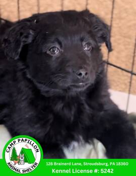 Poodle and Golden Retriever Dogs Available for Adoption - Cherry | PetCurious