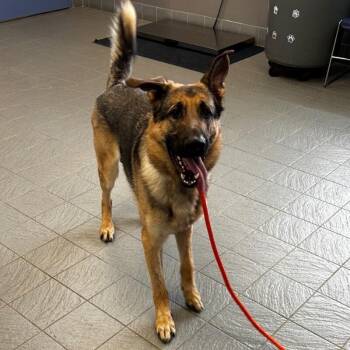 Fritz Von Woofen 22587 -  German Shepherd Dog Dog for Adoption in Minneapolis, Minnesota - Fritz Von Woofen 22587 | PetCurious