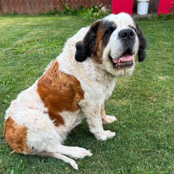 Tzedika (20260809-08) -  Saint Bernard Dog for Adoption in Niagara Falls, Ontario - Tzedika (20260809-08) | PetCurious