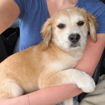 Golden Retriever and Mixed Breed Dogs Available for Adoption in Carmel Hamlet, New York - Sierra | PetCurious