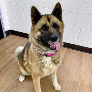 Zara -  Akita Dog for Adoption in Lyndhurst, Virginia - Zara | PetCurious