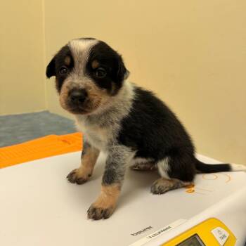 Dasher -  Australian Cattle Dog Blue Heeler and Mixed Breed Dog for Adoption in Lynchburg, Virginia - Dasher | PetCurious
