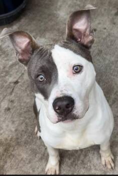 Rex -  Pit Bull Terrier Dog for Adoption in Chicago, Illinois - Rex | PetCurious