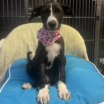 Rescue Black Labrador Retriever Dogs for Adoption in Austin, Texas - Rhonda | PetCurious