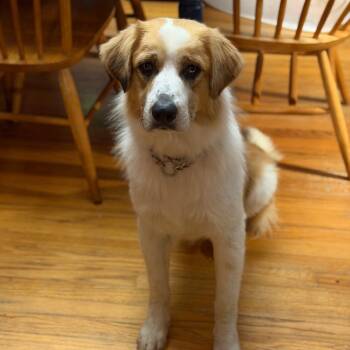 Decker -  Australian Shepherd and Great Pyrenees Dog for Adoption in Kansas City, Missouri - Decker | PetCurious