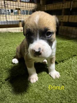 German Shepherd Dog Dogs Available for Adoption in North Richland Hills, Texas - Dounut / Donut / Bruce | PetCurious