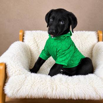 Waffles -  Labrador Retriever Dog for Adoption in Fort Worth, Texas - Waffles | PetCurious