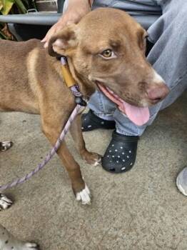Currant -  Mixed Breed Dog for Adoption in Chamblee, Georgia - Currant | PetCurious