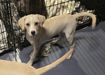 Tulip -  Labrador Retriever and Mixed Breed Dog for Adoption in Medfield, Massachusetts - Tulip | PetCurious