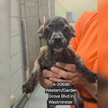 Chihuahua and Terrier Dogs Available for Adoption - WAGS-Stray-20692_2_3_4_5 | PetCurious