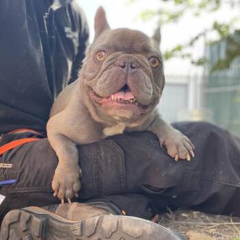 Paris -  French Bulldog and Mixed Breed Dog for Adoption in Wimberley, Texas - Paris | PetCurious