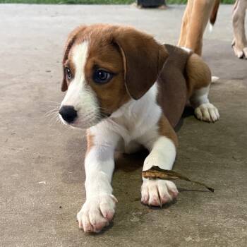 Blair -  Catahoula Leopard Dog and Mixed Breed Dog for Adoption in Baton Rouge, Louisiana - Blair | PetCurious