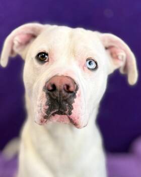 Pit Bull Terrier Dogs Available for Adoption - Vanilla **Courtesy Post. Out Of Town Pet. See Below For Details* | PetCurious