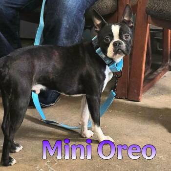 Boston Terrier Dogs Available for Adoption - Mini Oreo | PetCurious
