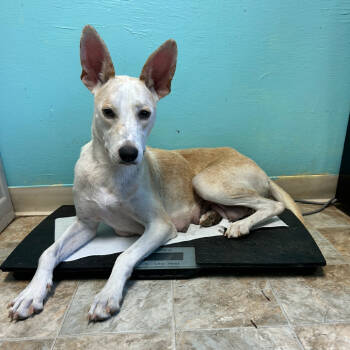 Rescue Cattle Dog and Mixed Breed Dogs for Adoption in Boerne, Texas - Tatiana | PetCurious