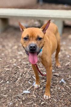Dainty Does It -  Mixed Breed Dog for Adoption in Cincinnati, Ohio - Dainty Does It | PetCurious