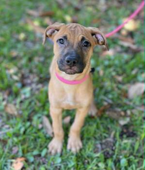 Belgian Shepherd Malinois and Mastiff Dogs Available for Adoption in Gulfport, Mississippi - Mal | PetCurious