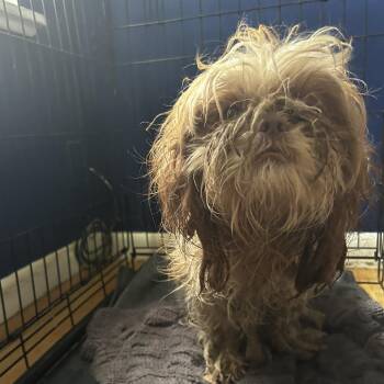 Mixed Breed Dogs Available for Adoption in Leander, Texas - Jango S7 | PetCurious