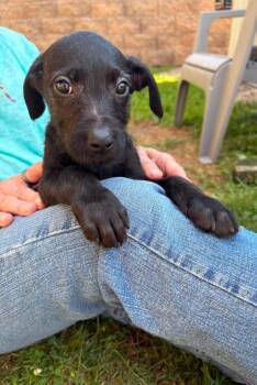 COLESLAW -  Pit Bull Terrier Dog for Adoption in Vandergrift, Pennsylvania - COLESLAW | PetCurious