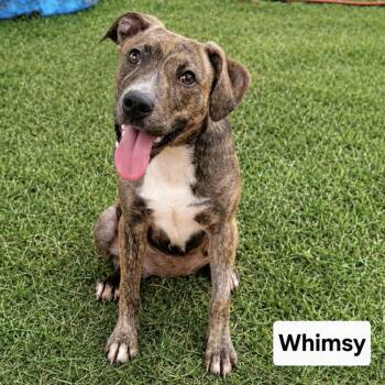 Whimsy -  Plott Hound and Mixed Breed Dog for Adoption in Cedarburg, Wisconsin - Whimsy | PetCurious
