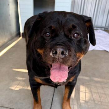 Rottweiler Dogs Available for Adoption in St. Louis, Missouri - Ursula | PetCurious