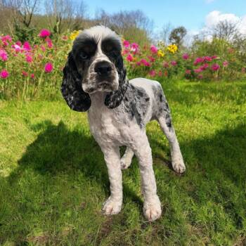 Rescue Cocker Spaniel Dogs for Adoption in Broken Arrow, Oklahoma - Rumble | PetCurious