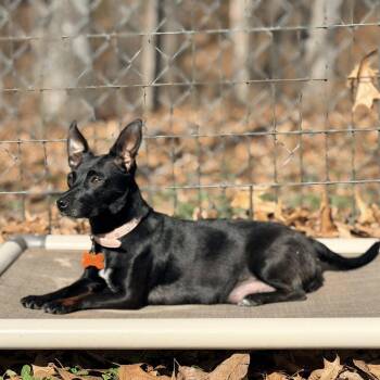 Chihuahua Dogs Available for Adoption - Norma Jean | PetCurious