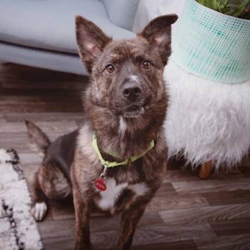 Shepherd Dogs Available for Adoption - Treasure | PetCurious