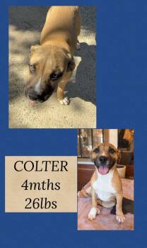Terrier Dogs Available for Adoption in Holbrook, New York - COLTER | PetCurious