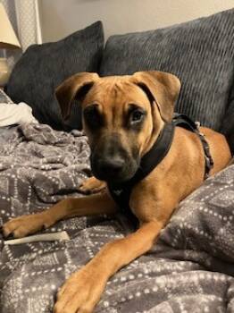 Rescue Retriever and Mixed Breed Dogs for Adoption in Burlington, Wisconsin - Jones | PetCurious