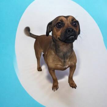 Gary -  Puggle Dog for Adoption in Dallas, Georgia - Gary | PetCurious