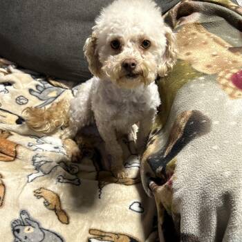 Poodle Dogs Available for Adoption - Friendly Ariel | PetCurious