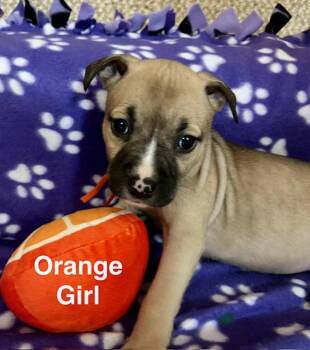 Pit Bull Terrier Dogs Available for Adoption in Buffalo, New York - Baby Girls (Red, Orange, Light Pink) | PetCurious