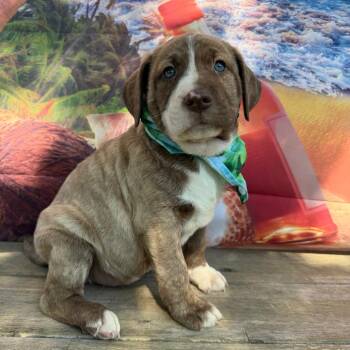 Atlas -  Australian Cattle Dog Blue Heeler and Labrador Retriever Dog for Adoption in Aledo, Texas - Atlas | PetCurious