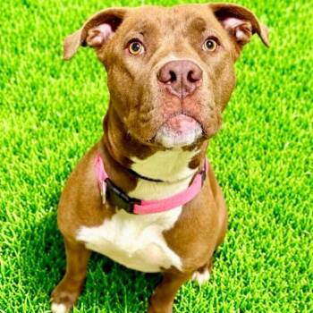 Scarlet -  Terrier Dog for Adoption in Battle Creek, Michigan - Scarlet | PetCurious
