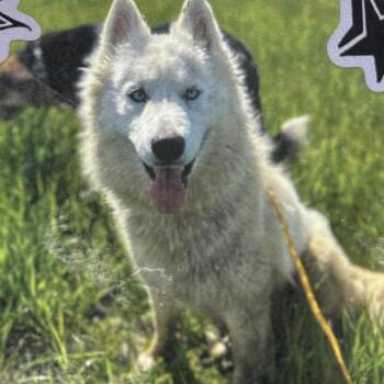 Samoyed and Mixed Breed Dogs Available for Adoption - CRYSTAL | PetCurious